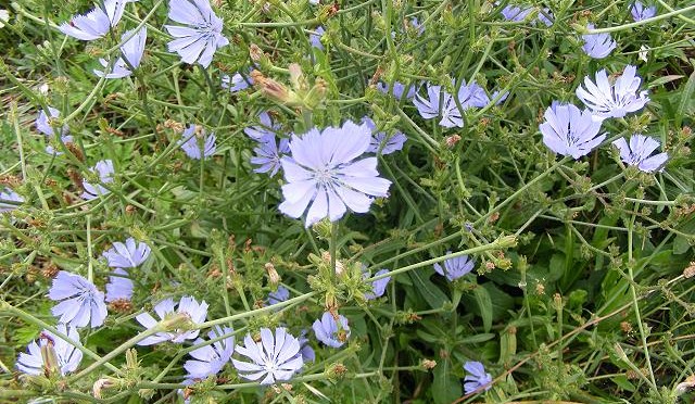 chicory