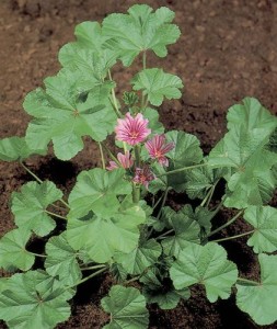 Mallow Guia de Coleta e uso na culinária