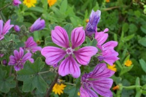 Mallow Guia de Coleta e uso na culinária