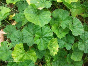 Mallow Guia de Coleta e uso na culinária