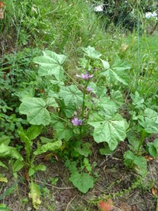 La Malva Guida alla Raccolta e Uso in Cucina