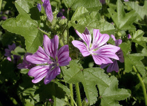 La Malva Guida alla Raccolta e Uso in Cucina