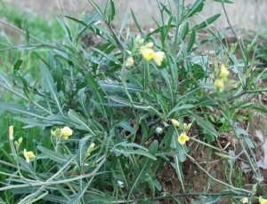 La Rucola Selvatica in Cucina e Sulla Pizza