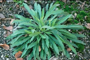 Wild Rocket in the Kitchen and On Pizza