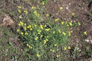 Wild Rocket in the Kitchen and On Pizza