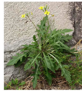 La Rucola Selvatica in Cucina e Sulla Pizza