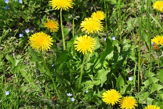 rábano silvestre de diente de león