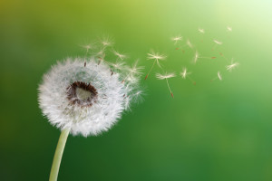 Dandelion wild radish