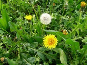 Dandelion selvagem rabanete