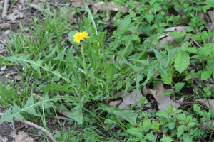 Dandelion selvagem rabanete