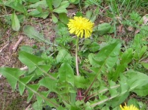 Diente de león rábano silvestre