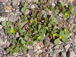 portulaca