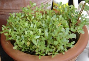 portulaca