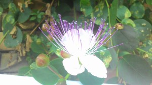 Capers Features and Use in Cooking