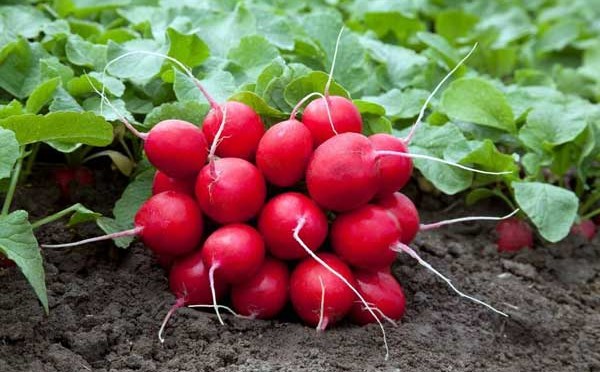 radishes