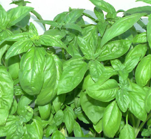 Basil On Pizza