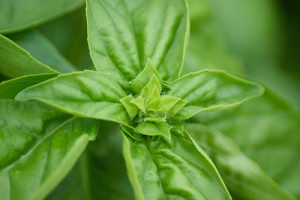 Basil On Pizza