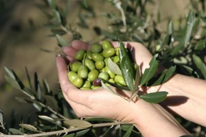 ¿Cómo funciona el aceite de oliva
