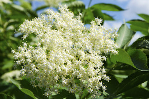 The fritters Elder Flowers