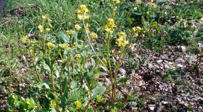 The Cime Di Rapa Wild