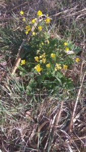 The Cime Di Rapa Wild