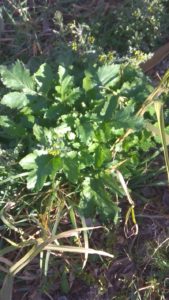 Le Cime Di Rapa Selvatiche