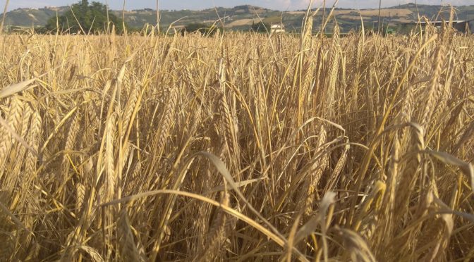 Colheita de trigo 2020 Excelente e abundante