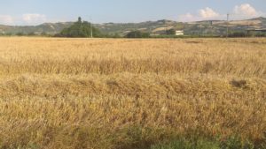 Colheita de trigo 2020 Excelente e abundante
