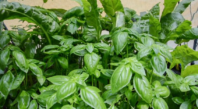 Grow Basil at Home