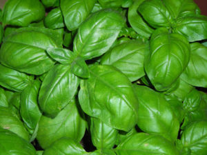 Cultivar albahaca en casa