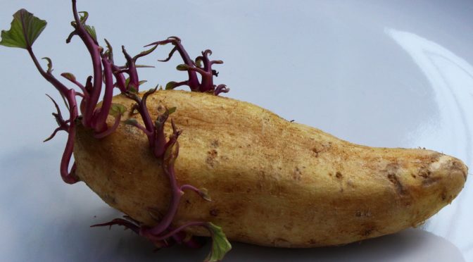 Cómo no germinar patatas