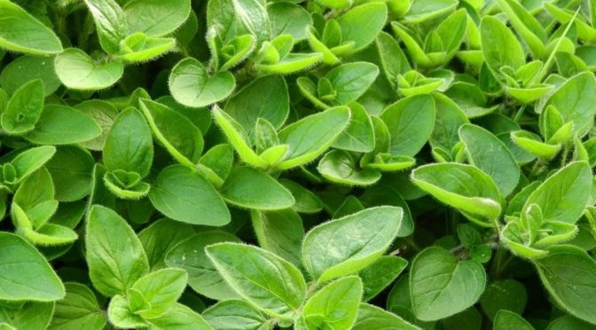 Marjoram in the Kitchen