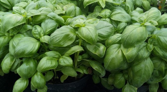 How to Store Basil