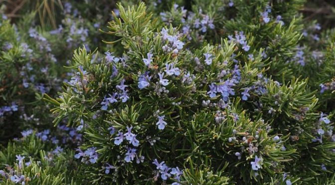 A Bunch of Rosemary Above The Front Door