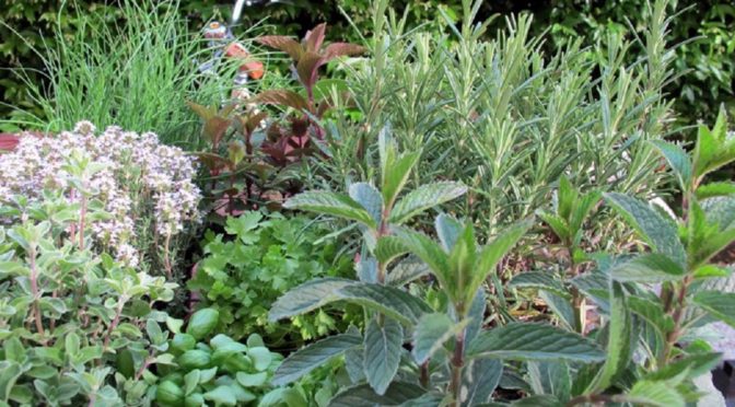 Aromatic Plants To Grow At Home