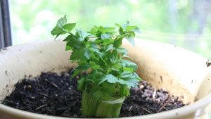 Cómo plantar apio en casa