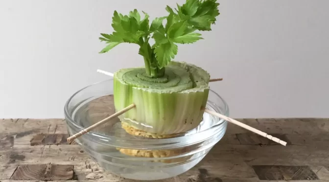 How to Plant Celery at Home