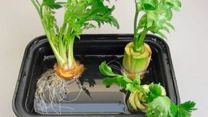 How to Plant Celery at Home