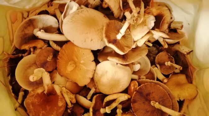 Cogumelos Pioppini Vamos conhecê-los melhor